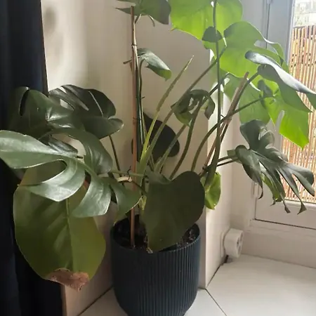 Appartement Cocon, Lumineux Au Coeur De *